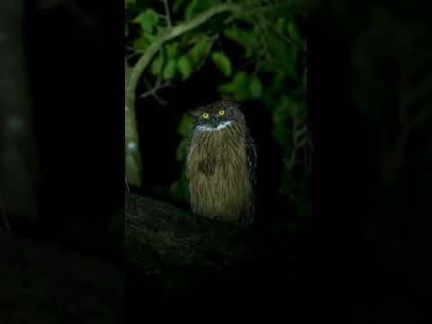 Scary Owl 🥴#owl #scary
