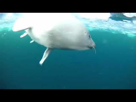 Seal video archive museum: cute seal pup swimming. Save the harp seals 👌🦭