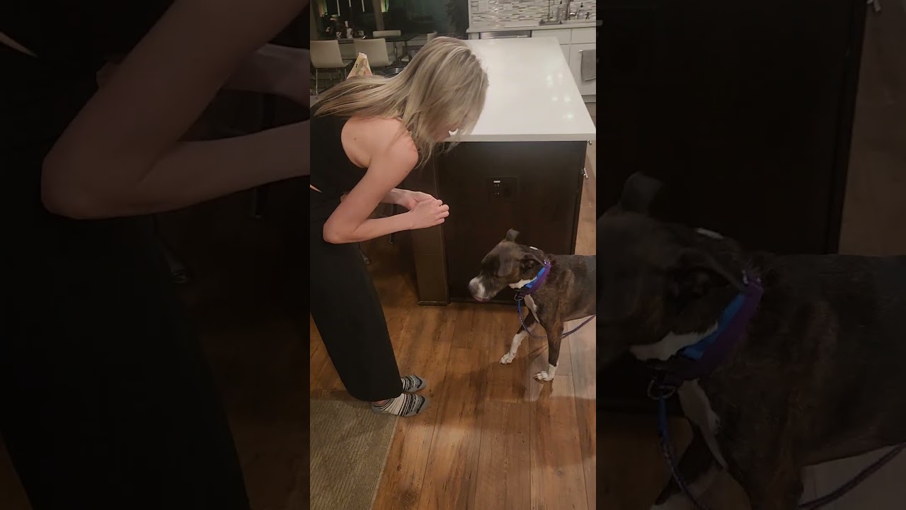 Banana Cream, a Adoptable mixed breed in Austin, TX video 6/6