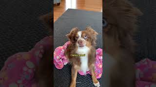Daisy me rollin’