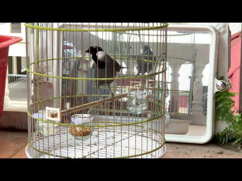 Khướu MÁ TRẮNG YẾM SÂU NHƯ NỐT NHẠC mới về. GIÁ 2,5T. LH 0908070555  HÀ NỘI.CÓ SHIP. ( ĐÃ NHẬN TIỀN)