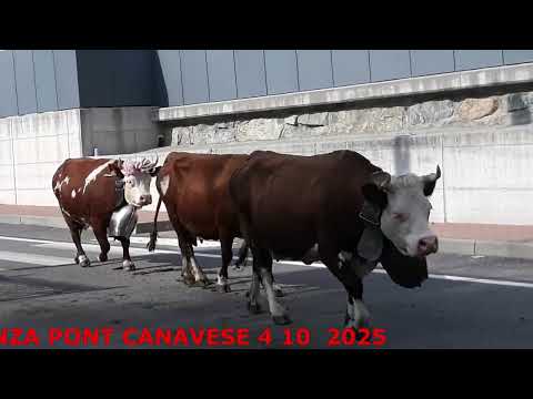 Transumanza Pont Canavese