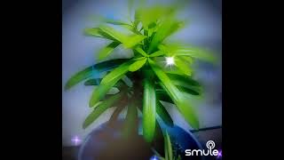 Download lagu etang etung #lagu_banyuwangi mp3