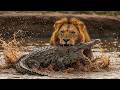 Lion Vs Crocodile Africa S Deadliest Showdown Who Wins