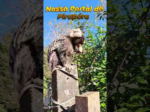 Portal de Pirapora!#chácaraavenda #imovelrural #saltodepirapora