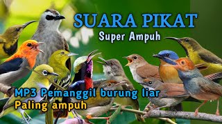Download lagu SUARA PIKAT - MP3 PEMANGGIL SEMUA JENIS BURUNG LIAR  mp3