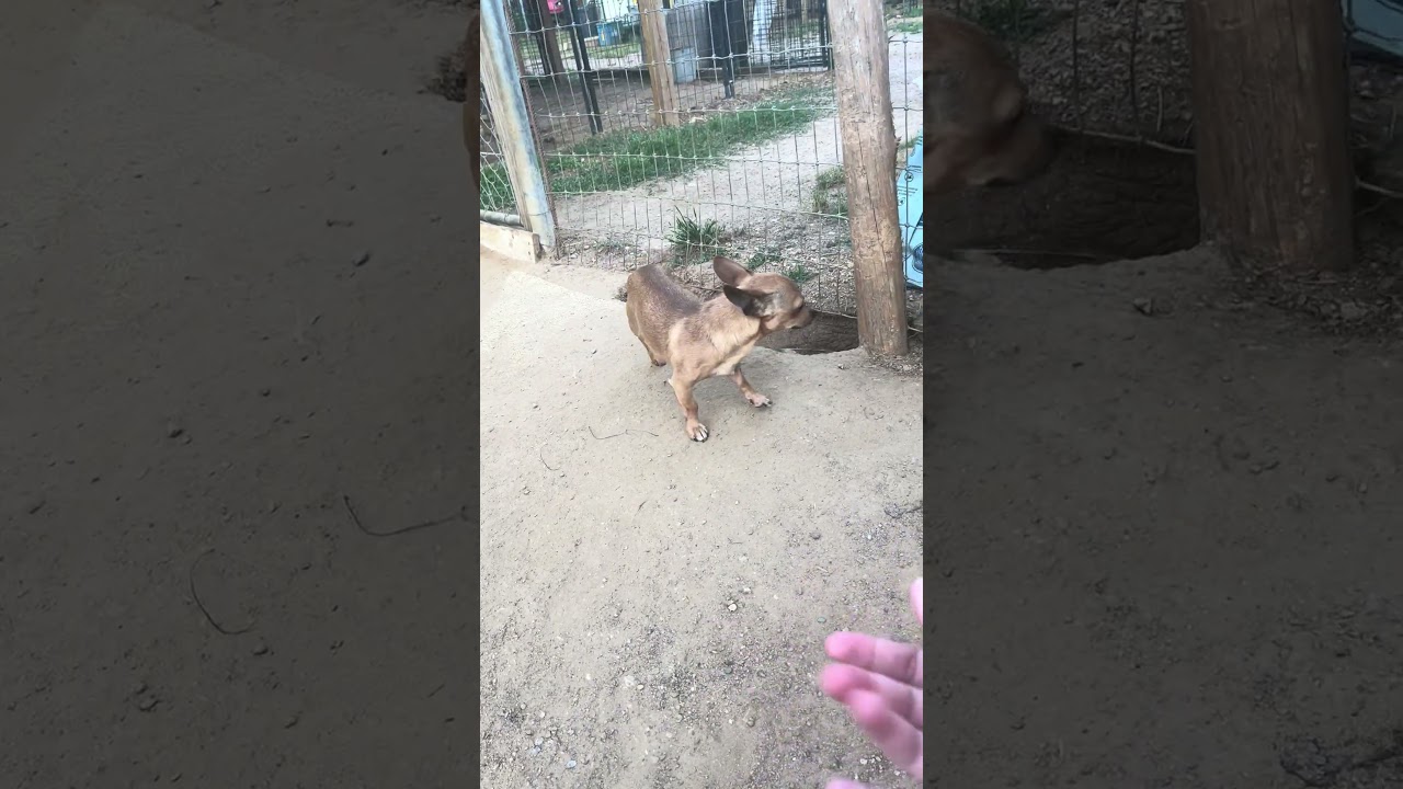 Buttons, a Adoptable Chihuahua in Dublin, OH video 5/5