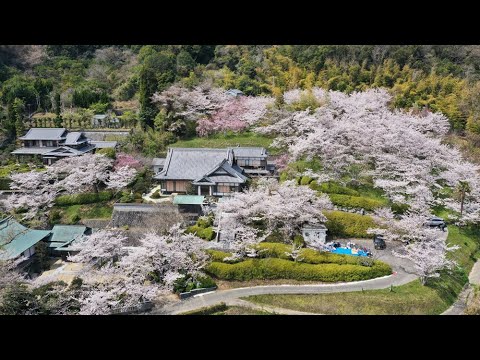 淡路島の桜の名所　円城寺