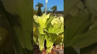 The White Feather Hosta 💕 #garden