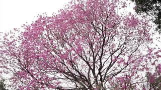 Tajy/ Yesterdays - Wynton Marsalis