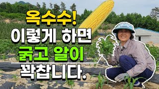 옥수수 지금 꼭 해줘야되는것 2가지 이렇게하면 알이 꽉차고 맛있는 옥수수 수확할수있습니다  - 옥수수재배 옥…