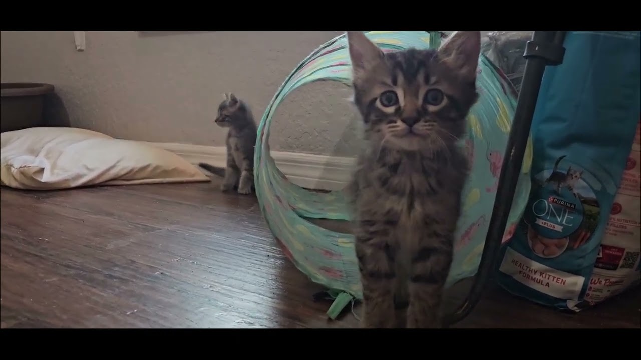Enlarge Raven, an adopted Domestic Medium Hair in Weeki Wachee, FL video 6/6