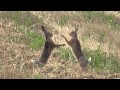boxing hares in slow motion - boxende Hasen (Leporidae)