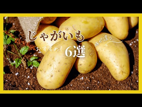 赤ジャガイモ:園芸に最適な品種