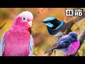 Most Beautiful Birds Of Australia Amazing Creatures Relaxing Nature Sounds Australian Wildlife