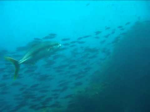 Kingfish at the Poor Knights Islands