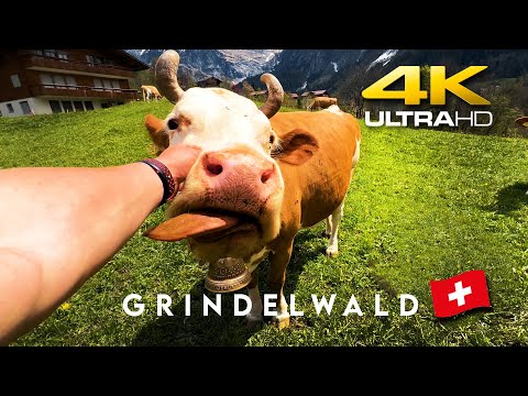 🇨🇭Switzerland GRINDELWALD 4K 60fps | Friendly Cows Grazing in the Meadow with Amazing Relaxing Views
