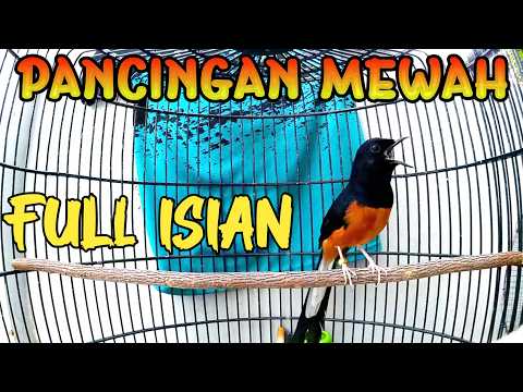 PANCINGAN MURAI BATU GACOR FULL ISIAN PANJANG, SEKALI DENGAR MURAI APAPUN LANGSUNG EMOSI