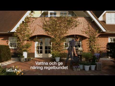 Trädgårdstips: Så här stylar du din terrass