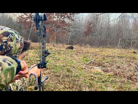 TOP 5 Hog Hunting Highlights of 2025! - ULTIMATE Wild Boar Bowhunting Compilation!