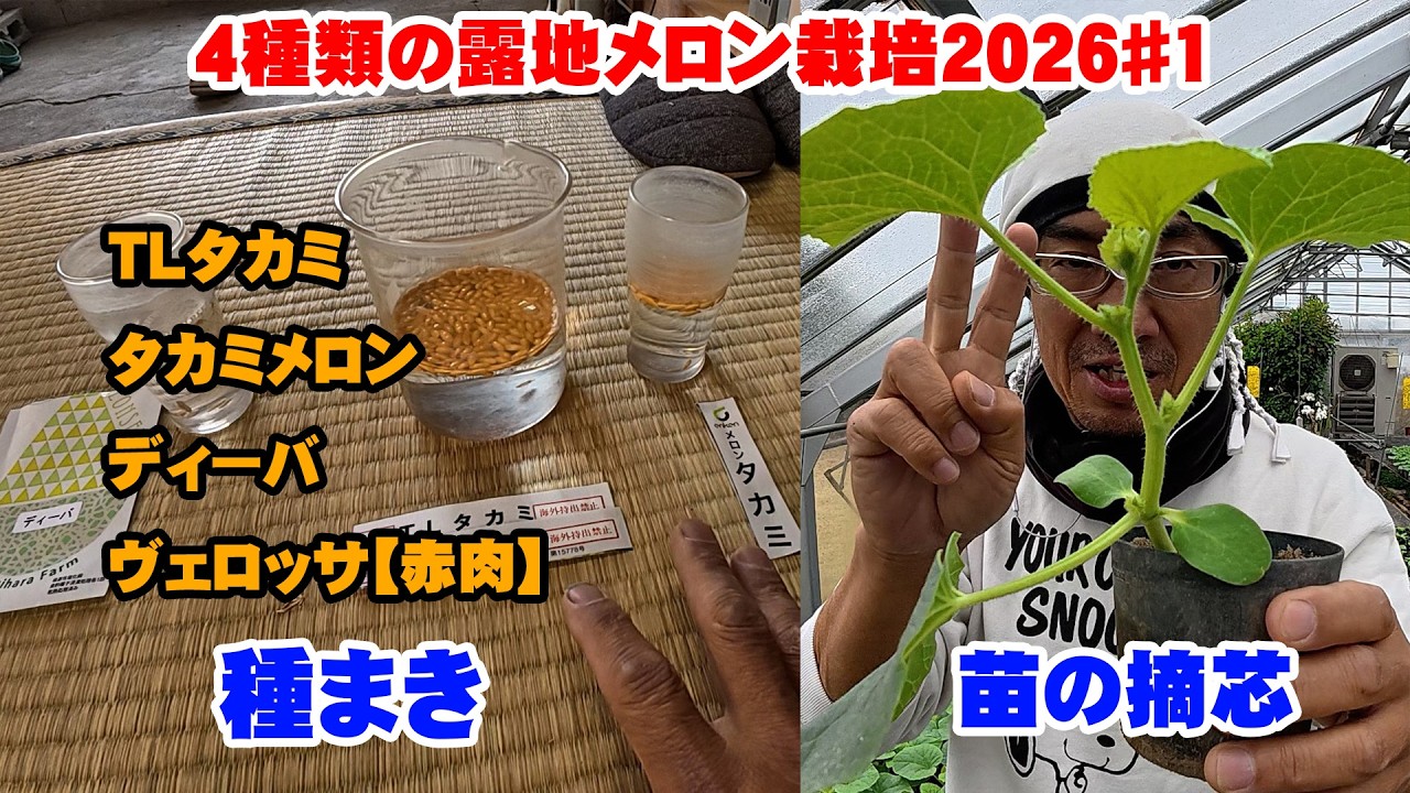 【播種】4種類の露地メロン栽培2026＃1【摘芯】