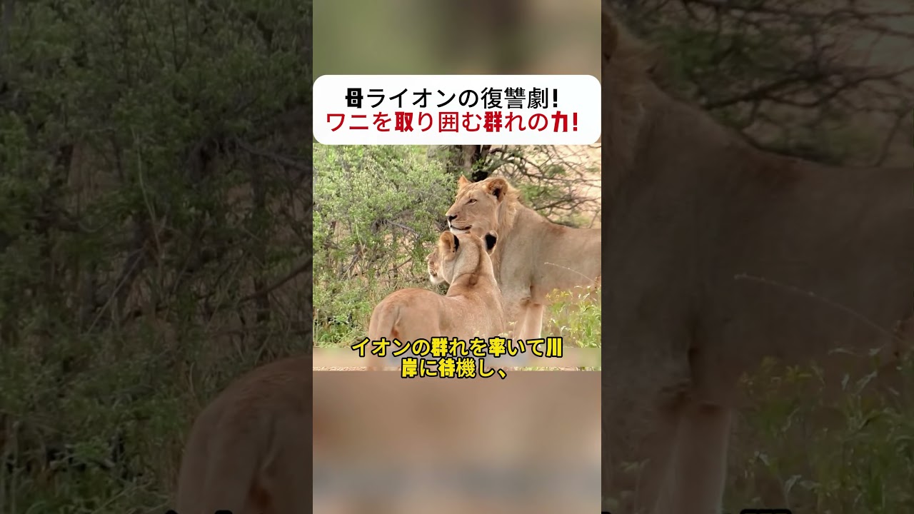 母ライオンの復讐劇！ ワニを取り囲む群れの力！ #ライオン #野生動物 #ワニ #保護本能 #大草原