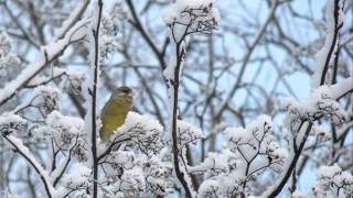 Rajaton: Varpunen Jouluaamuna