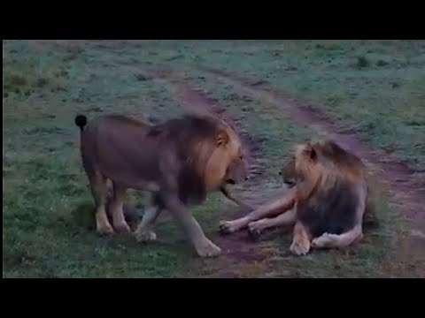 2/4 Molibany Male Lions | Masaimara | 25 October 2025
