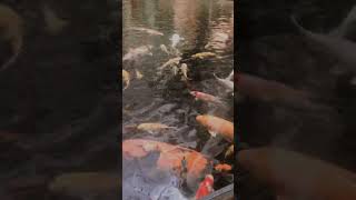 Download lagu NGINTIP MANDI DI KOLAM mp3