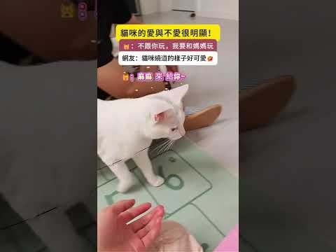 貓咪的愛與不愛很明顯❗🐱：不跟你玩，我要和媽媽玩😝 網友：貓咪繞道的樣子好可愛🤣 #cat #cute #funny #funnyshorts #cutecat