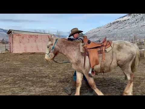 Ranger the feral foal- first saddling