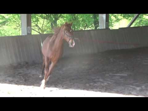 EDEL DE VITRAC par Don Juan de Hus cavalier DBY 2