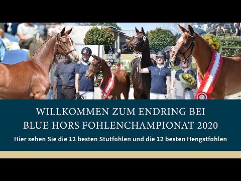 DE Endring bei Blue Hors Fohlenchampionat 2020