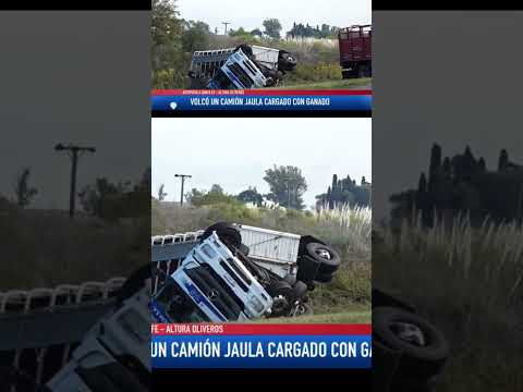 Volcó un camión jaula cargado con ganado. Autopista Rosario Santa Fe altura Oliveros.