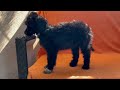 Portuguese Water Dog puppy for sale