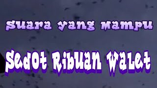 Download lagu Suara panggil walet paling Respon original‼️Edisi Berbagi Gratis 2022 mp3