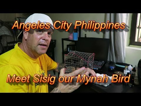 Angeles City Philippines : Meet Sisig our Baby Mynah Bird