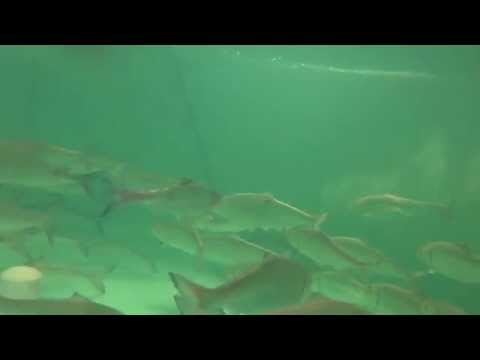 download lagu mp3 mp4 American Shad Facts, download lagu American Shad Facts gratis, unduh video klip American Shad Facts