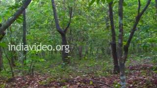 Kareem forest in Kasaragod, Kerala 