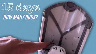 15 Days with ZEVO FLYING INSECT TRAP - Did it catch anything More info on UV Concerns + True Cost