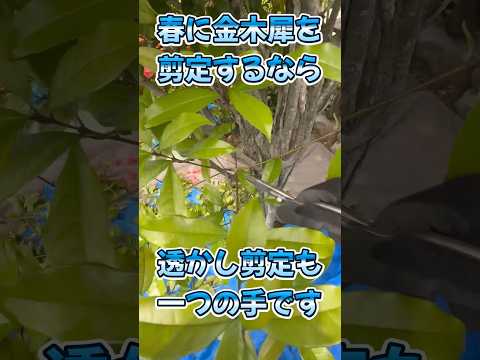見事な花を咲かせるために、冬前に牡丹を剪定する必要がありますか?ビデオチュートリアル  庭園