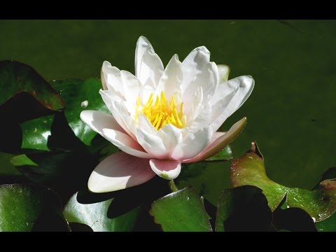 Zen Garden - Lotus Blossoms - Relaxation, Meditation, Mindfulness