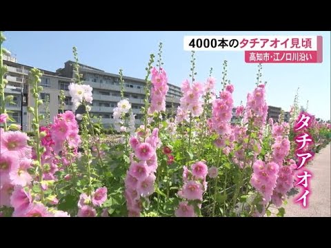 園芸 タチアオイの種まき