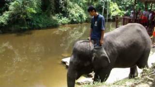 preview picture of video 'Malaysian Elephants Sanctuary   Kuala Gandah'