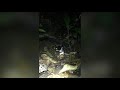 Massive spider found hunting opossum in Peru
