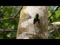 Green and black cicada, Malaysia. 20200220_135252.uhd