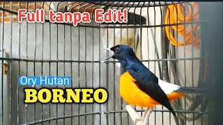 Download lagu LANGSUNG NYAUT PANCINGAN MURAI BATU BORNEO. mp3