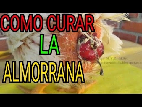 , title : 'COMO CURAR LA ALMORRANA /EDUCANDO GALLEROS'