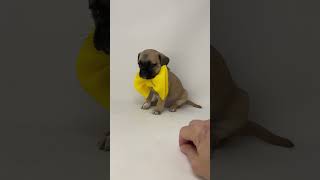 Video preview image #1 Pug-Shih Tzu Mix Puppy For Sale in Benton, LA, USA
