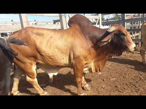 Feira de gado em Dois Riachos Alagoas 25/02/26#nordeste